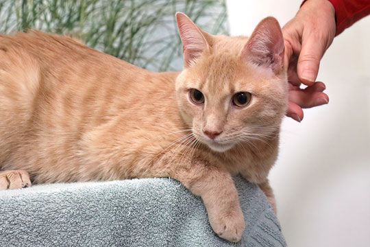 You are currently viewing Adopt-a-Pet Sept. 25