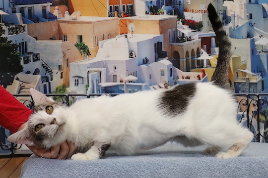 You are currently viewing Adopt-a-Pet Sept 4