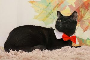 Read more about the article Adopt-a-Pet Oct. 23