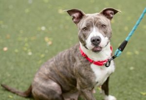 Read more about the article Adopt-a-Pet Oct. 30