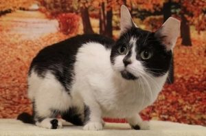 Read more about the article Adopt-a-Pet Oct. 9
