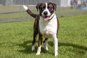 Read more about the article Adopt-a-Pet Nov. 13