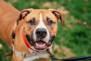 Read more about the article Adopt-a-Pet Dec. 25