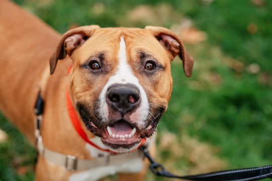 You are currently viewing Adopt-a-Pet Dec. 25