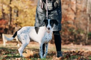 Read more about the article Adopt-a-Pet Dec. 11