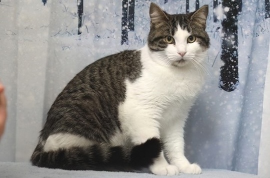 You are currently viewing Adopt-a-Pet Jan. 15
