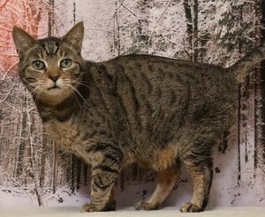 Read more about the article Adopt-a-Pet Feb. 19