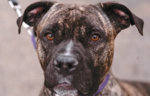 Read more about the article Adopt-a-Pet Feb. 5