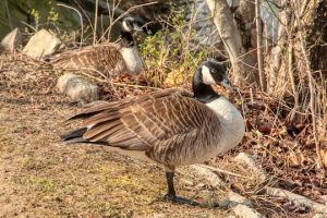 Read more about the article Photo of the Week: Sentries