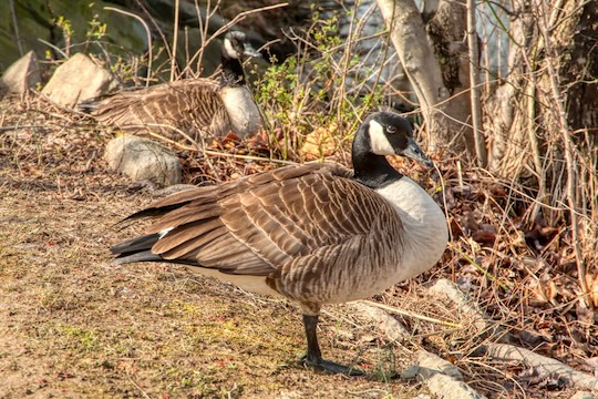 You are currently viewing Photo of the Week: Sentries
