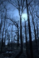 Chadds Ford Tree Service