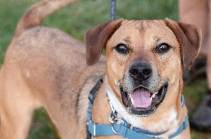 Read more about the article Adopt-a-Pet April 8