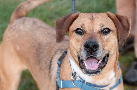 You are currently viewing Adopt-a-Pet April 8