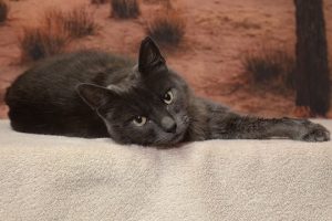 Read more about the article Adopt-a-Pet May 27