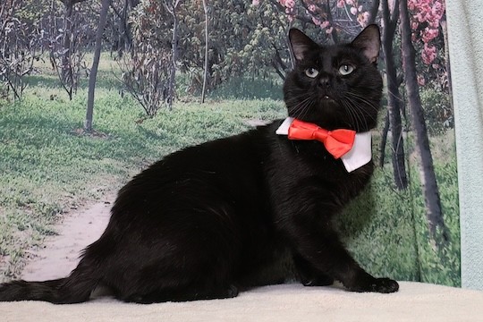 You are currently viewing Adopt-a-Pet May 13
