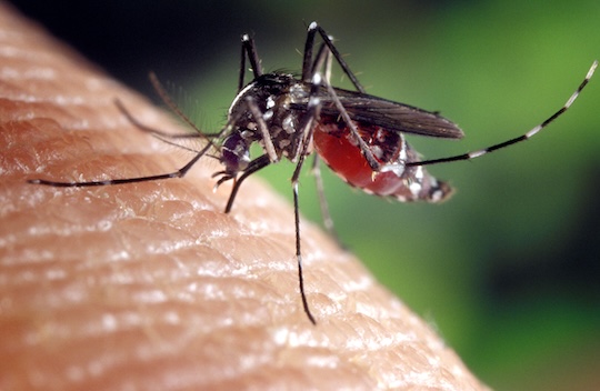 You are currently viewing Mosquito spraying in Concord