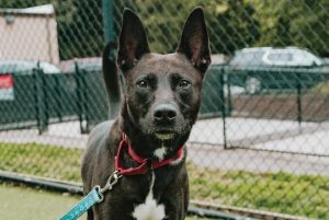 Read more about the article Adopt-a-Pet Oct. 14