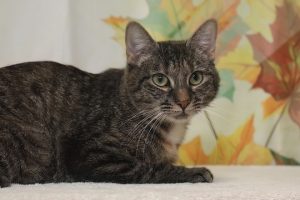 Read more about the article Adopt-a-Pet Oct. 7