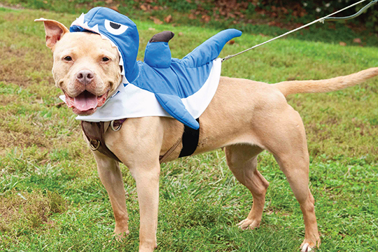 You are currently viewing Adopt-a-Pet Nov. 11