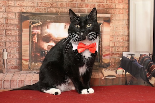 You are currently viewing Adopt-a-Pet Feb. 24