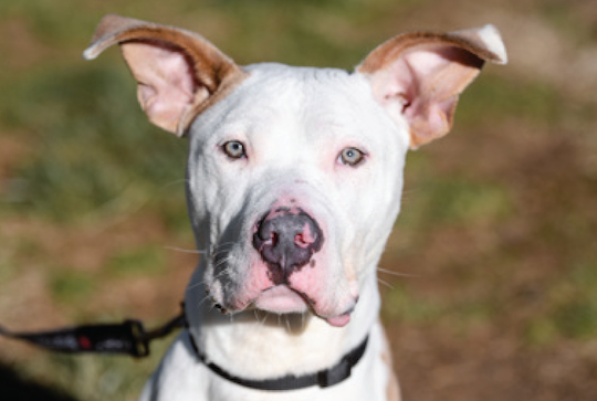 You are currently viewing Adopt-a-Pet March 31