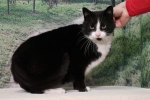 Read more about the article Adopt-a-Pet March 24