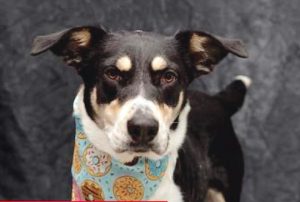 Read more about the article Adopt-a-Pet March 17