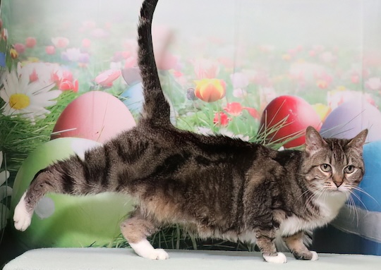 You are currently viewing Adopt-a-Pet April 7