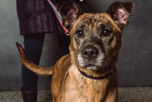 Read more about the article Adopt-a-Pet April 28