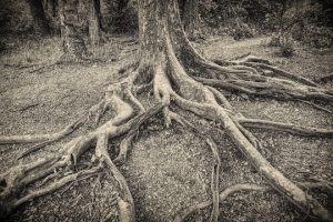 Read more about the article Photo of the Week: Medusa’s Tree