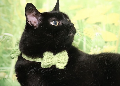 You are currently viewing Adopt-a-Pet May 5