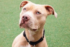 Read more about the article Adopt-a-Pet May 26
