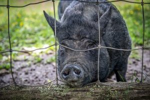 Read more about the article Photo of the Week: The Prisoner