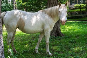 Read more about the article Photo of the Week: Hi-Oh Silver