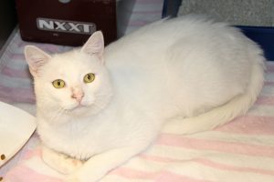 Read more about the article Adopt-a-pet