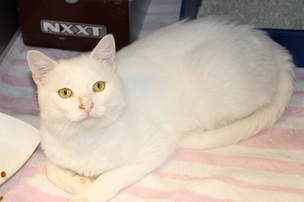 You are currently viewing Adopt-a-pet