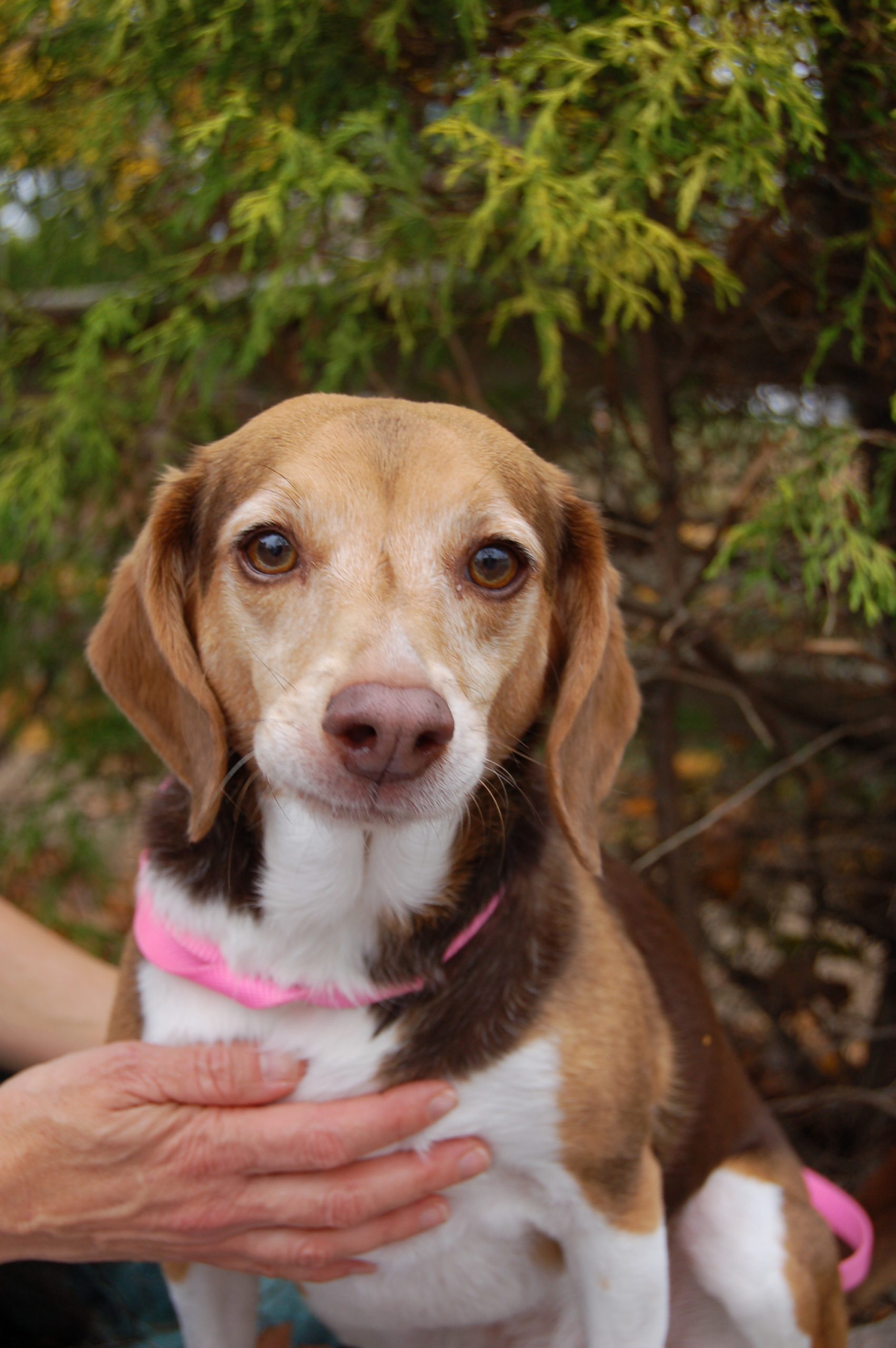 You are currently viewing Adopt-a-pet