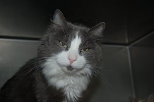 Read more about the article Adopt-a-pet