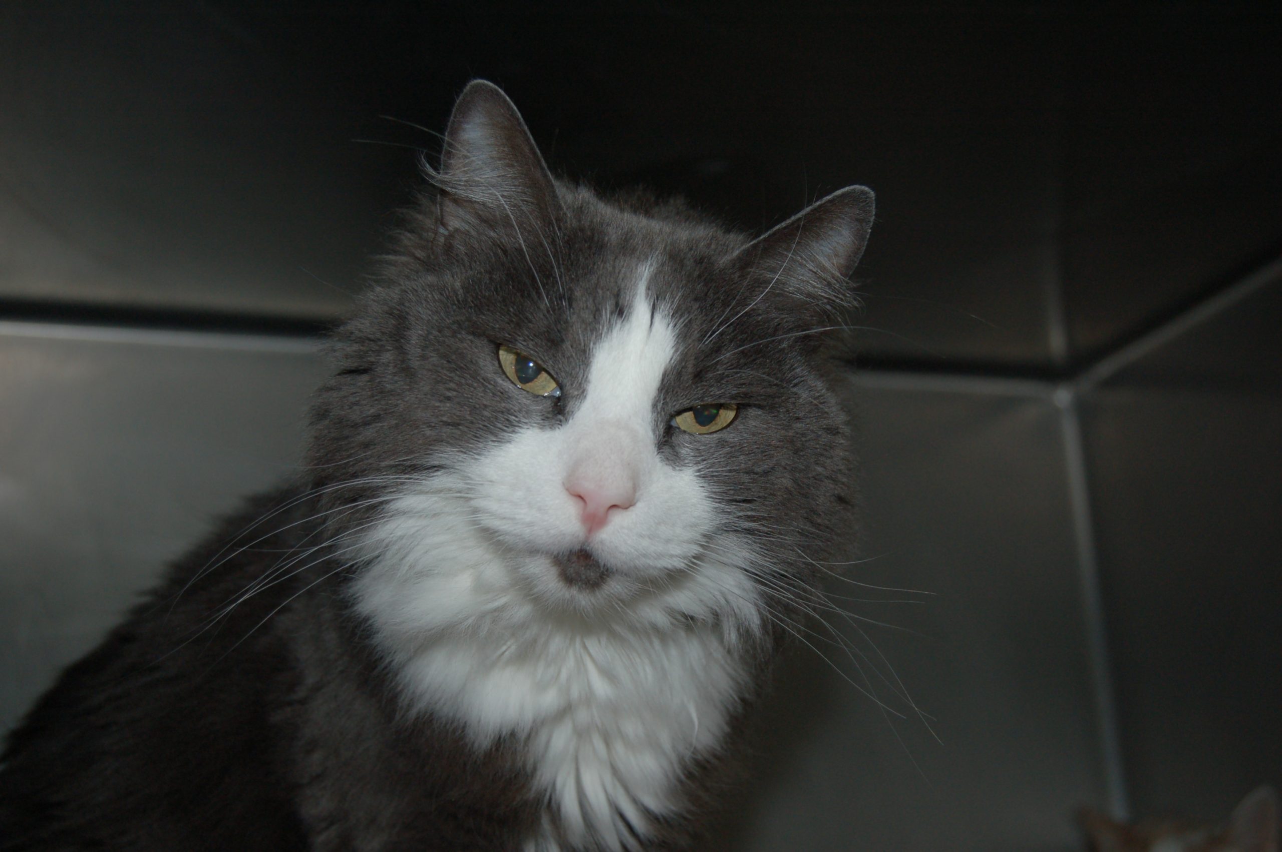 You are currently viewing Adopt-a-pet