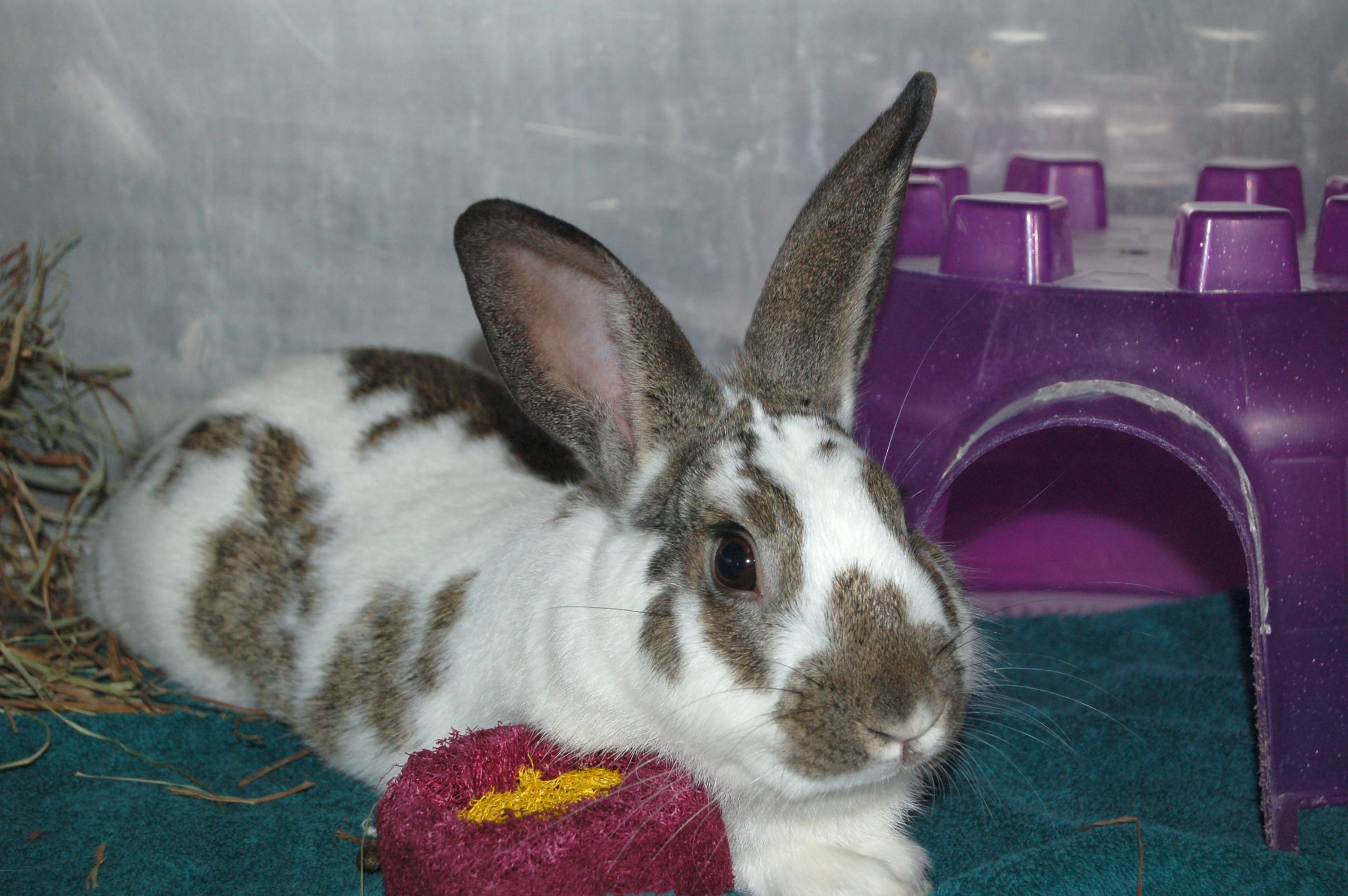 You are currently viewing Adopt-a-Pet
