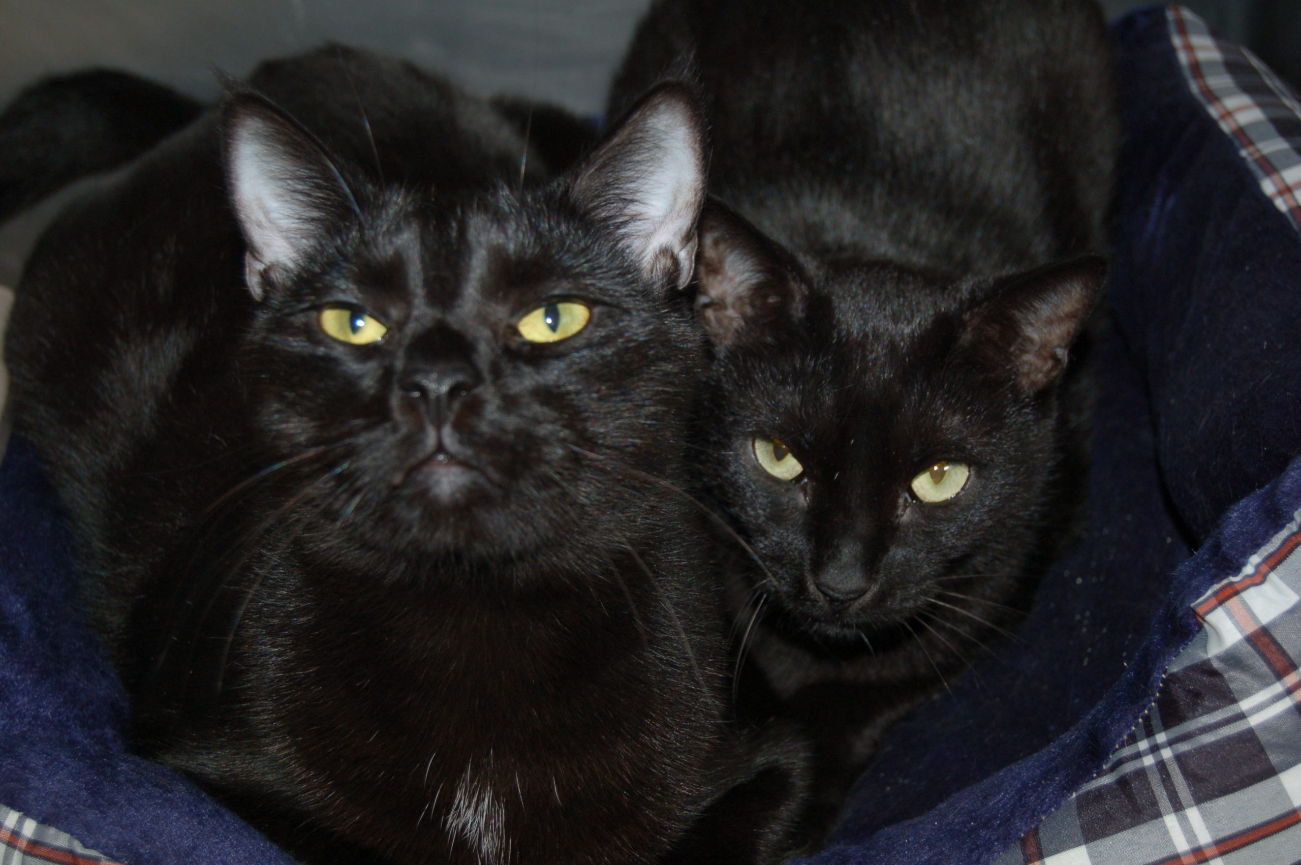 You are currently viewing Adopt-a-Pet