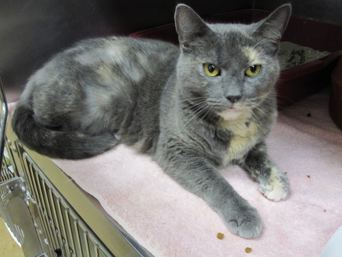 You are currently viewing Adopt-a-Pet Dec. 2