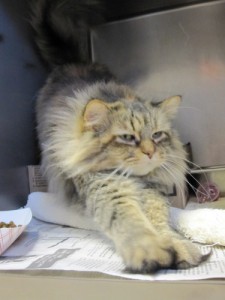 Read more about the article Adopt-a-Pet