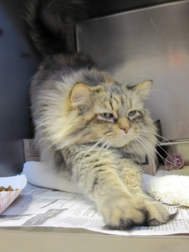 You are currently viewing Adopt-a-Pet