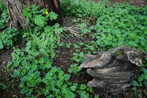 Read more about the article Gardening for wildlife…and you