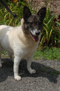 Read more about the article Adopt-a-Pet