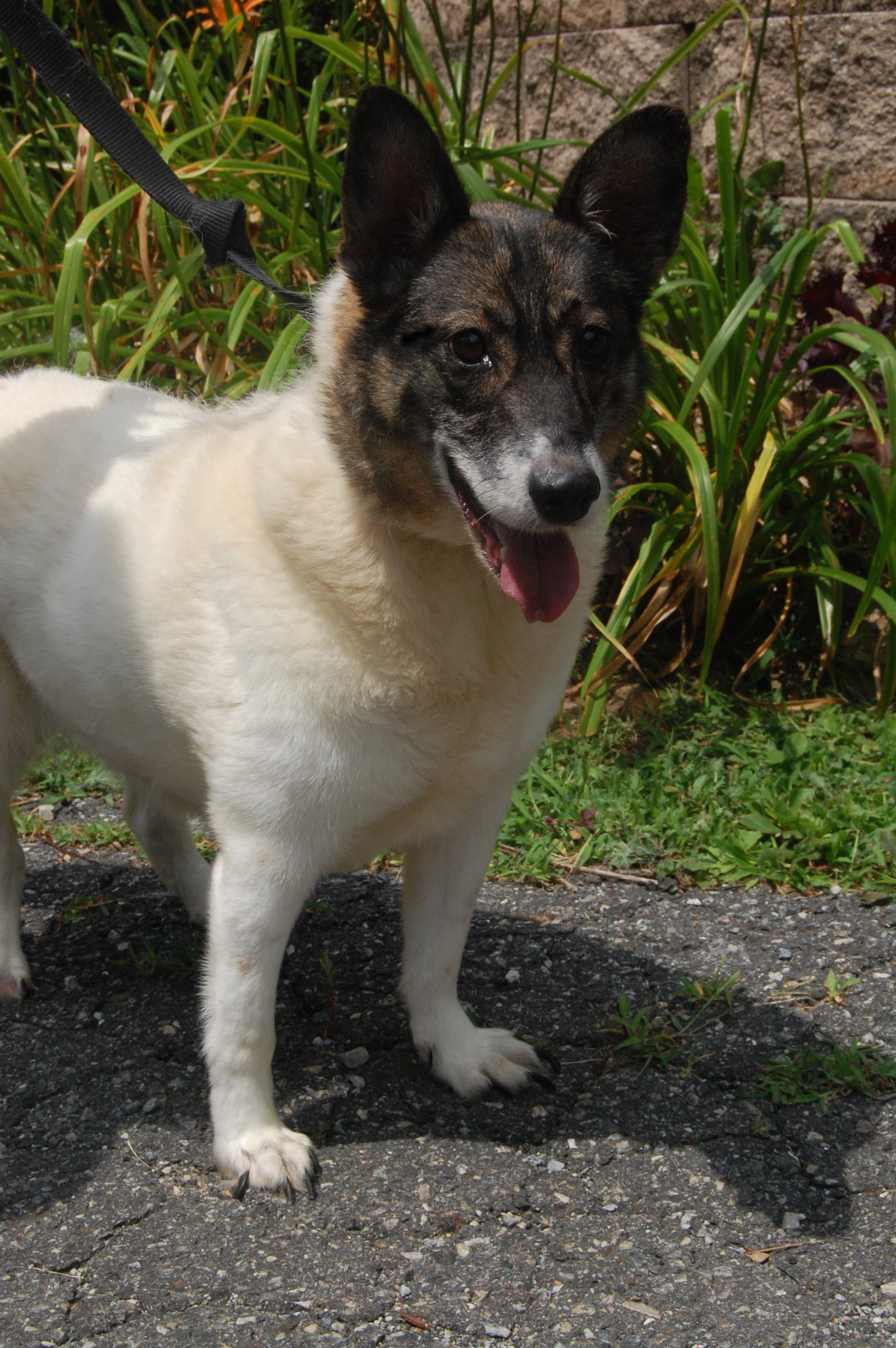 You are currently viewing Adopt-a-Pet