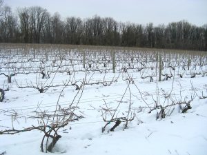Read more about the article The Naked Winemaker