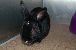 Read more about the article Adopt-A-Pet