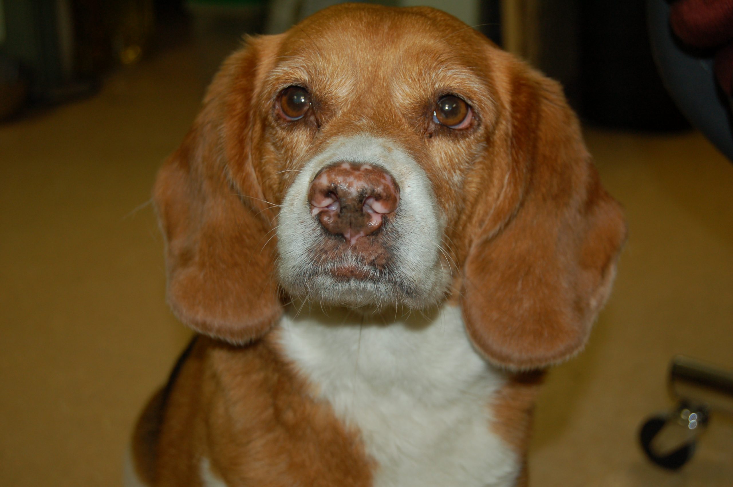 You are currently viewing Adopt-A-Pet